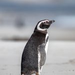 Portrait of a Magellanic Penguin (image by Inger Vandyke)