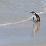 Magellanic Penguin reflection (image by Inger Vandyke)
