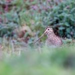 Shy Magellanic Snipe near Ushuaia (image by Inger Vandyke)
