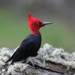The striking beauty of a male Magellanic Woodpecker in the lichens of a stump at Tierra Del Fuego (image by Inger Vandyke)