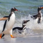 A mixed bag of penguins arrive on the beach at Carcass Island (image by Inger Vandyke)