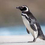 A Magellanic Penguin wanders the beach of Saunders Island (image by Inger Vandyke)