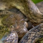 This Malagasy Cat-eyed Snake was resting in the fork of some palm fronds (image by Mike Watson)