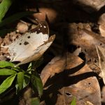 Malagasy Mother of Pearl butterfly under the canopy of the primary forest in Mantadia National Park (image by Mike Watson)