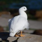 Portrait of a male Kelp Goose (image by Inger Vandyke)