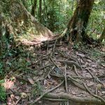 Forest trail at Mantadia National Park (image by Mike Watson)