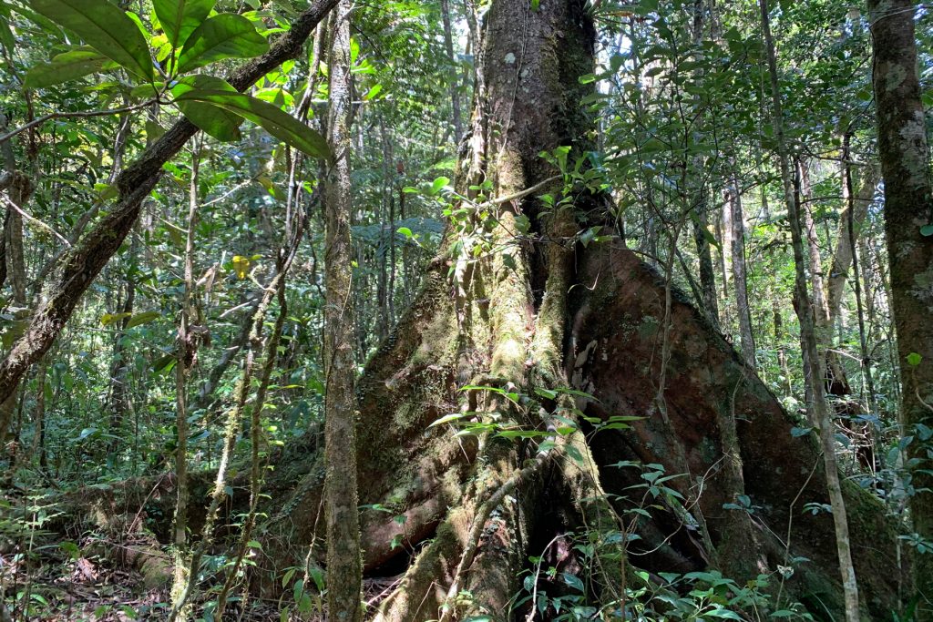 A buttressed forest giant in the primary forest at Mantadia National Park (image by Mike Watson)