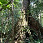 A buttressed forest giant in the primary forest at Mantadia National Park (image by Mike Watson)