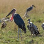 Marabou Storks are dominant at the carcases, my, you is ugly! near Entim Camp (image by Mike Watson)