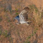 A young Martial Eagle patrolling the banks of the Mara River (image by Mike Watson)