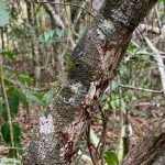 Master of camouflage! Mossy Leaf-tailed Gecko at Analamazoatra. Don’t delete your photos of it by mistake! It was not an exposure metering check (image by Mike Watson)