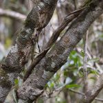 Mossy Leaf-tailed Gecko at Analamazoatra, can you see where it is yet? (image by Mike Watson)