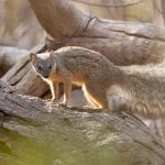 Narrow-striped Mongoose had gone back to its former difficult-to-photograph status at Kirindy Forest. It did not appear to be scavenging around the dump (image by Mike Watson)