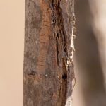 Net-casting (or Ogre-faced) Spider (Deinopis Madagascariensis) at its daytime roost in a tree bark crack at Isalo National Park (image by Mike Watson)