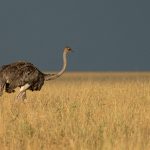 A female Ostrich on Pose Plains, Maasai Mara (image by Mike Watson)