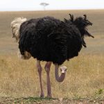 Close encounter with a massive male Ostrich (image by Mike Watson)