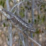 Oustalet’s Chameleon at Kirindy Forest. The grey presenting ones sometimes get called as Spiny | Warty Chameleons but there’s no daylight between the dorsal spines on this (image by Mike Watson)