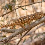 Oustalet’s Chameleon, Kirindy Forest (image by Mike Watson)