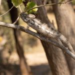 Oustalet’s Chameleon. We saved this big fella from a busy road out west (image by Mike Watson)