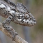 Oustalet’s Chameleon – a closer view! (image by Mike Watson)