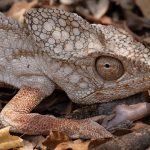Time was almost up for this moribund Oustalet’s Chameleon at Zombitse, so weak it could no longer cling to tree branches (image by Mike Watson)