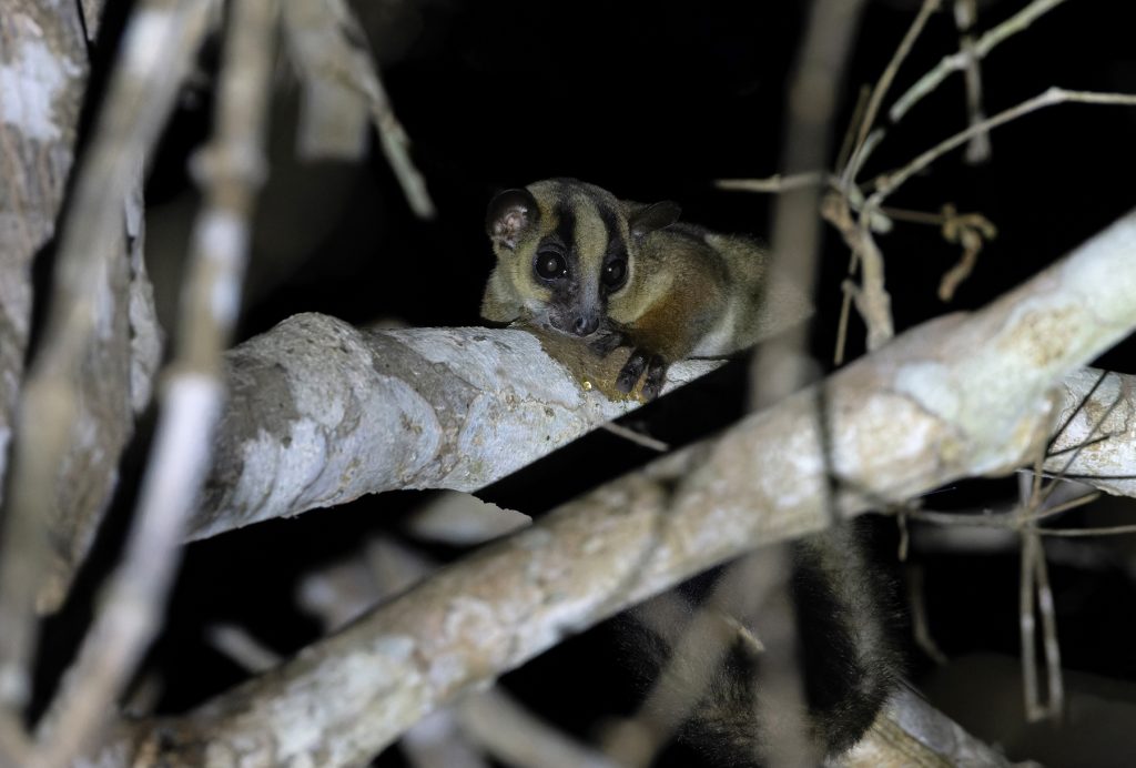Pale Fork-marked Lemur on a night walk in Kirindy Forest (image by Mike Watson)