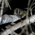 Pale Fork-marked Lemur on a night walk in Kirindy Forest (image by Mike Watson)