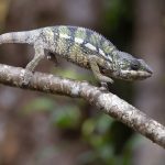 Panther Chameleon at Le Palmarium, where we just enter their more northern range (image by Mike Watson)