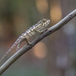 The tiger stripes of this juvenile Panther Chameleon at Le Palmarium were beginning to show (image by Mike Watson)