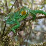 Parson’s Chameleon (male), at V.O.I.M.M.A., Andasibe. Total beast! The world’s heaviest chameleon (image by Mike Watson)