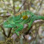 Parson’s Chameleon (male), at V.O.I.M.M.A., Andasibe. Other angles were available on this nice mossy branch (image by Mike Watson)