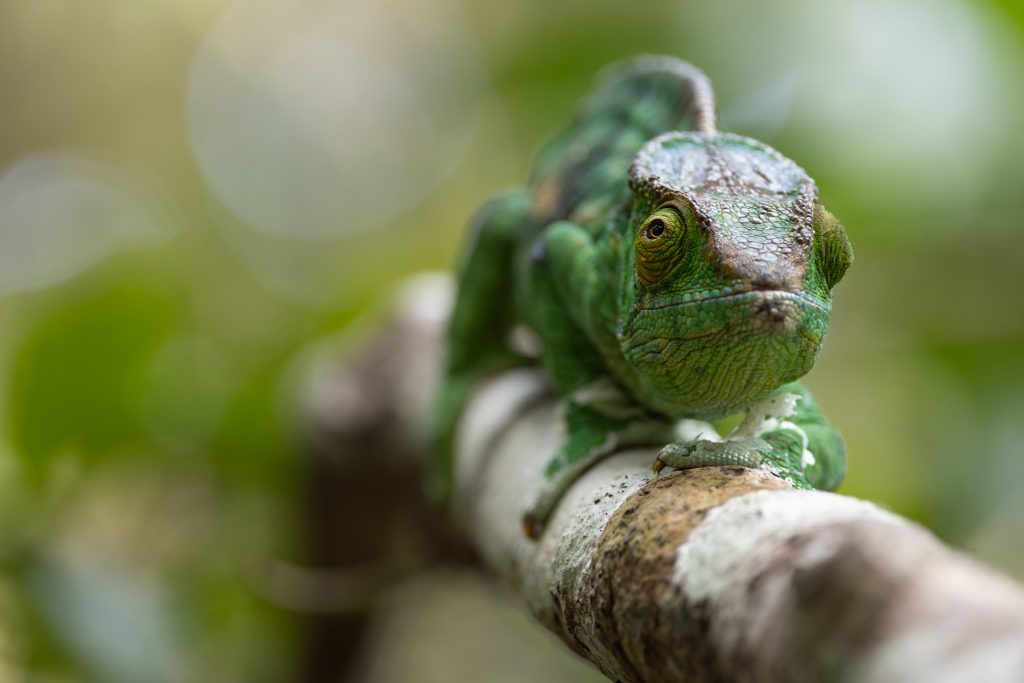 Parson’s Chameleon, Le Palmarium. This one had been sloughing its skin (image by Mike Watson)