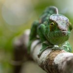 Parson’s Chameleon, Le Palmarium. This one had been sloughing its skin (image by Mike Watson)