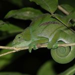 Parson’s Chameleon on a nightwalk at V.O.I.M.M.A., Andasibe (image by Mike Watson)