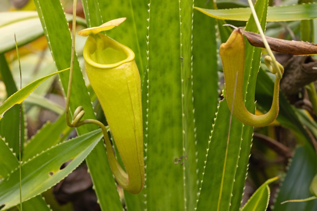 Pitcher plants growing in profusion at Le Palmarium (image by Mike Watson)