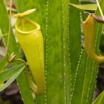 Pitcher plants growing in profusion at Le Palmarium (image by Mike Watson)