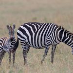 Baby Plains Zebras are incredibly cute (image by Mike Watson)
