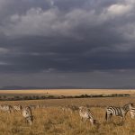 Plains Zebras grazing quietly, the nearest lions must be at least a kilometre away! (image by Mike Watson)