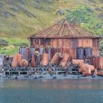 Ruined whaling station at Prince Olaf Harbour in South Georgia (image by Inger Vandyke)