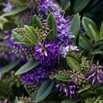 Flowering purple Hebe at Saunders Island in the Falklands (image by Inger Vandyke)