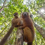 Red-bellied Lemur is another transplanted species at Le Palmarium, but nice to see nevertheless (image by Mike Watson)