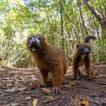 Red-bellied Lemur, habituated and affording close views at Le Palmarium (image by Mike Watson