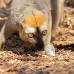Red-fronted Brown Lemur drinking from a land snail shell at Kirindy Forest (image by Mike Watson)