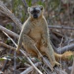 Red-fronted Brown Lemur at Kirindy Forest (image by Mike Watson)