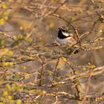 Red-shouldered Vanga in the bushlands of La Table south of Toliara. One of Madagascar’s most sought-after endemic birds (image by Mike Watson)