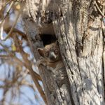 Red-tailed is the Sportive Lemur occurring at Kirindy Forest (image by Mike Watson)