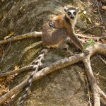 Ring-tailed Lemur at Isalo, another of our Madagascar ‘Big 5’, unthinkable to visit the eighth continent without seeing this one! (image by Mike Watson)