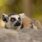 Ring-tailed Lemur is known as ‘Maki’ in Madagascar (image by Mike Watson)