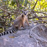 A very fine coated Ring-tailed Lemur at Isalo, where they do not suffer the same issues as those feeding from the leaves of Mimosa trees (introduced from the Americas) further south (image by Mike Watson)