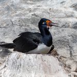 A Rock Shag nesting at the Sea Lion Islands near Ushuaia (image by Inger Vandyke)